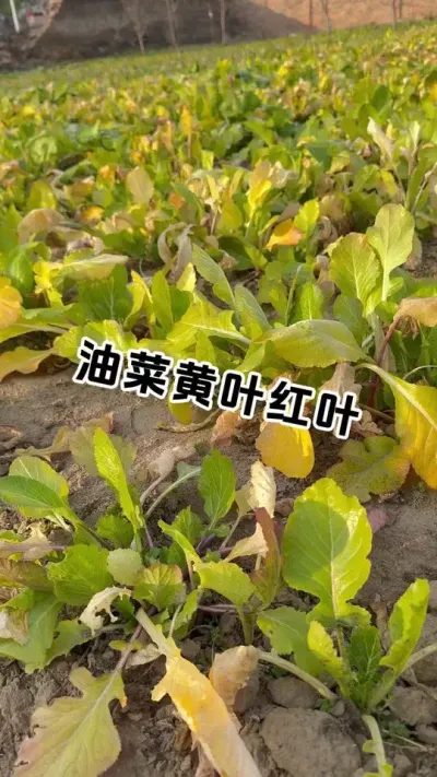 油菜红叶、黄叶就用它 #油菜 #油菜病害防治 #今日三农爆款