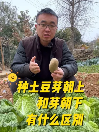 种土豆芽朝上和芽朝下有什么区别？#自己种的纯天然的绿色蔬菜 #我的小菜园 #关注我一起学种菜 #种植小技巧 #我爱种菜