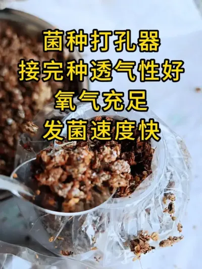 平菇菌种打孔器，打完孔氧气充足菌丝启动快，你也试试吧#平菇种植 #打孔器 #菌种打孔器