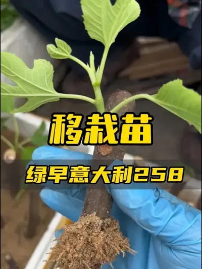 同时移栽6个品种的无花果枝条，有的是提前沙子扦插的，有的催愈出根的，看看两种的成活率如何。今年应该可以吃果自由了吧！#无花果 #阳台种植 #盆栽无花果#绿早