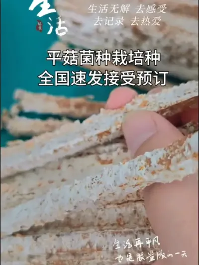 平菇菌种枝条菌种，棉壳菌种，现货速发， 种平菇，用菌种，找六希#平菇基地 #食用菌栽培 #平菇菌种
