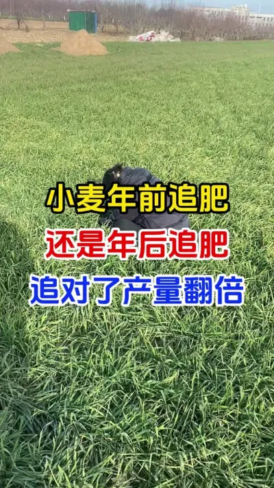 小麦年前追肥还是年后追肥，追对了产量翻倍#小麦种植#小麦返青肥#小麦管理#小麦高产