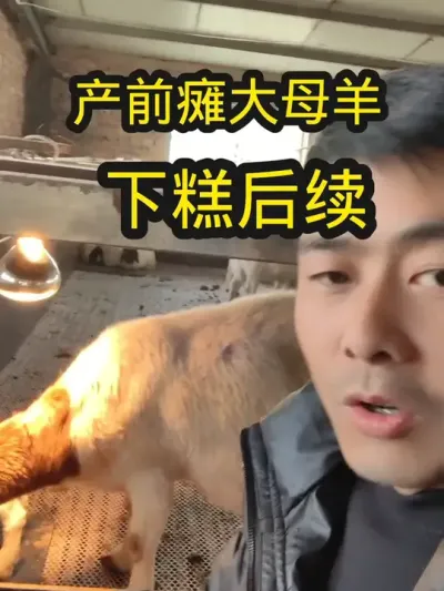 我只是把自己最真实的养羊日常分享给大家，做真实的自己，风言风语，讥讽嘲笑，在我眼中都是云烟#养羊 #农村养羊 #记录养殖生活 #养羊创业 #科学养羊传播正能量