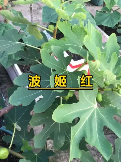 这视频的BGM代表我的心声，心好痛&hellip;&hellip;那么强的一颗苗都能噶了。#记录我的种植生活 #楼顶菜园 #我的小菜园 #盆栽无花果#波姬红无花果