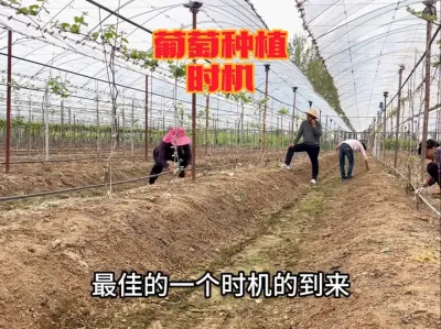 葡萄种植在什么时间比较合适？#葡萄种植 #农业种植 #阳光玫瑰葡萄 #果园管理 #三农
