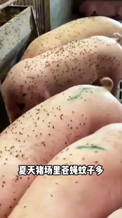 夏天蚊蝇不要怕,关注我，咱有办法消灭它#三农流量扶持计划 #养猪人 #猪#三农#muzhu