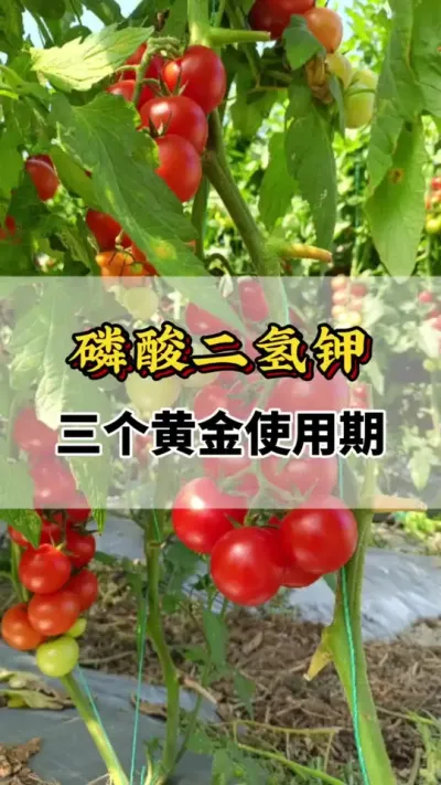 番茄种植磷酸二氢钾，三个黄金使用期你知道吗#分享农业知识帮农民增产增收 #番茄种植方法及管理技术 #磷酸二氢钾的使用 #助力三农 #磷酸二氢钾的作用与用途