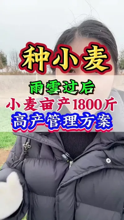 雨雪过后小麦亩产1800斤高产管理方案#小麦增产 #小麦管理 #小麦 #小麦高产技术 #小麦种植