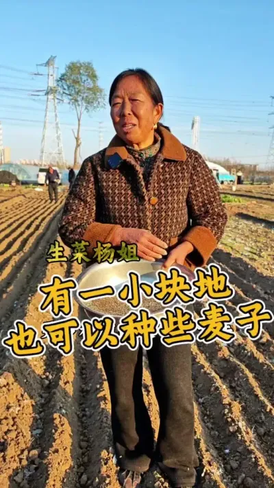 有一小块地还是种点什么吧 自己种点吃，比较放心#生菜杨姐 #种麦子 #自己动手丰衣足食 @DOU+小助手