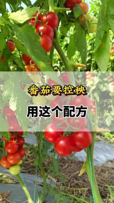 番茄要控秧，用这个配方#番茄种植方法及管理技术 #西红柿种植技术与管理法 #番茄控秧 #番茄种植技术 #番茄种植技巧和方法