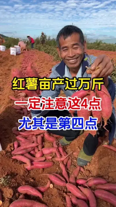 红薯亩产破万斤一定注意这四点#红薯种植#红薯管理#红薯施肥#红薯高产