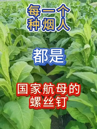 我们每一个种烟人都是国家航空母舰的一颗螺丝钉 #农业 #烤烟 #烟叶 #国防 #烤烟种植