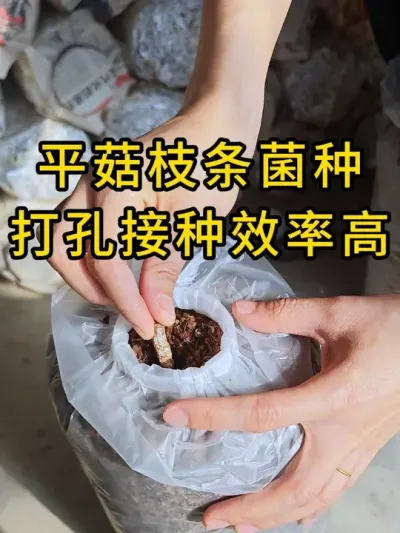 平菇枝条菌种，打孔接种效率高，来体验一下吧#平菇种植 #平菇菌种 #食用菌栽培种 #栽培种
