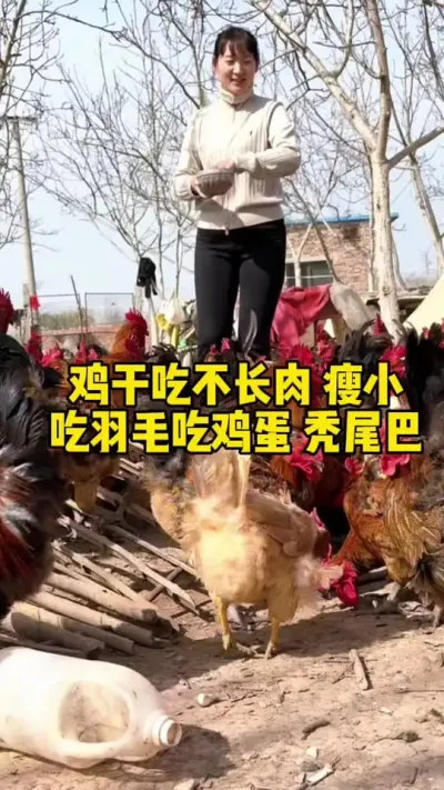 鸡干吃不长肉瘦小，吃羽毛吃鸡蛋秃尾巴 #科学养鸡 #鸡鸭鹅养殖 #养鸡人 #鸡病防治 #养殖小妙招