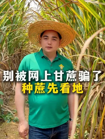 别被网上甘蔗骗了，种蔗先看地#甘蔗#甘蔗种植#农业种植#种植小技巧 #三农