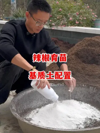 辣椒育苗基质土配制工作#辣椒种植 #辣椒 #小米辣 #线椒 #来抖音学农技