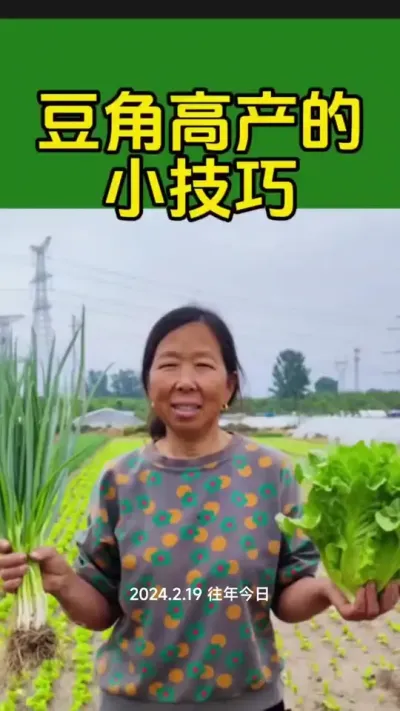豆角怎么管理产量高#豆角种植 #豆角管理 #种植小技巧 #蔬菜种植 #生菜杨姐 @DOU+小助手