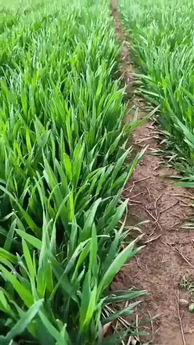 没有黄花叶BDB的小麦品种你想种吗#小麦 #种地不容易 #抖音助农 #农业种植技术 #农业人