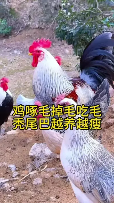 鸡啄毛掉毛吃羽毛，秃尾巴越养越瘦怎么办#科学养鸡 #鸡鸭鹅养殖 #养鸡人 #服务三农支持三农 #养殖小妙招