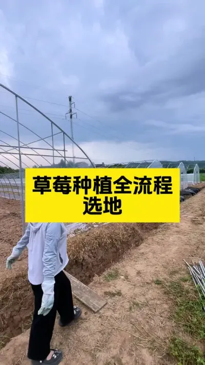 种好草莓第一步，选好地！#启明大师姐 #草莓种植管理技术和方法 #农业技术推广 #农业种植 #病虫害防治