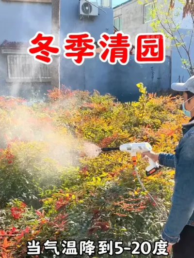 冬季要记得清园，如果不清园，带虫带病又一年，清园清的好，来年虫害少#果树清园 #石硫合剂 #病虫害防治 #石硫合剂清园 #花园养护