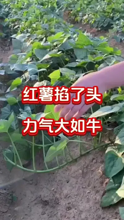 红薯掐了头力气大如牛#红薯种植#红薯管理#红薯施肥#红薯高产