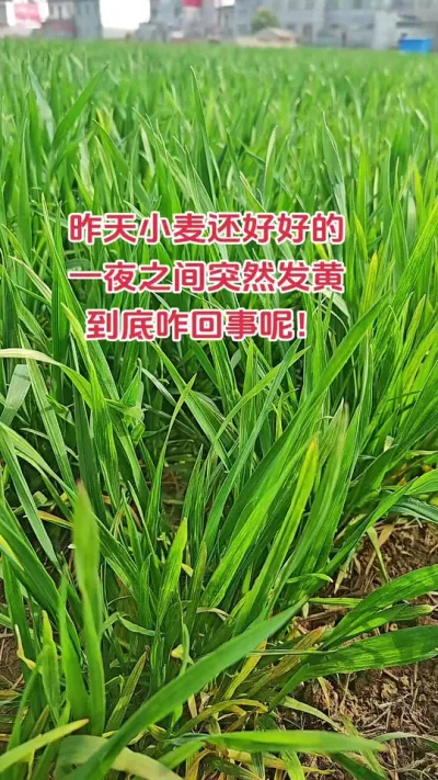仔细看小麦这是怎么了#抖音助农 #农业种植 #农业人 #种植 #新农人