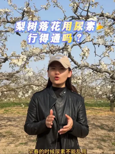 为什么落花打尿素 就是这个原因。#来抖音学农技 #梨花开 #果树管理 #尿素#抖音助农
