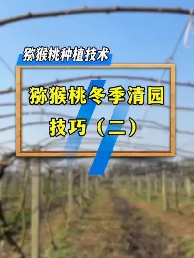 猕猴桃冬季清园，千万不要小看这个问题。#农业技术推广 #果园管理 #种植小技巧 #三农种植