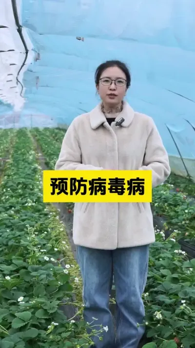 如何预防作物上病毒病！#启明大师姐 #草莓种植管理技术和方法 #农业种植 #农业技术推广 #草莓种植