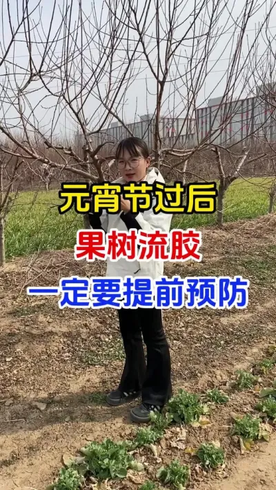 元宵节过后果树流胶一定要提前预防#果树种植#果树流胶#流胶病防治#果园管理 #分享农业知识帮农民增产增收