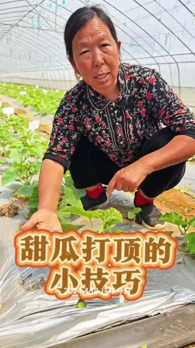 甜瓜怎么管理#甜瓜种植 #蔬菜管理 #生菜杨姐