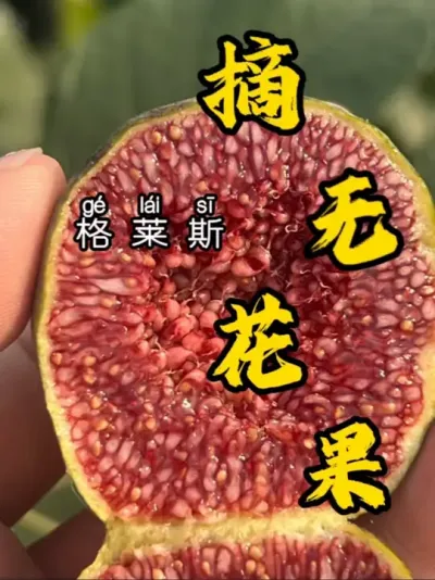 格莱斯又可以摘果子了，这次的味道挺好的，上次错怪你了，今年打算再多种两颗。#格莱斯无花果 #记录我的种植生活 #无花果生长过程 #盆栽果树 #盆栽无花果