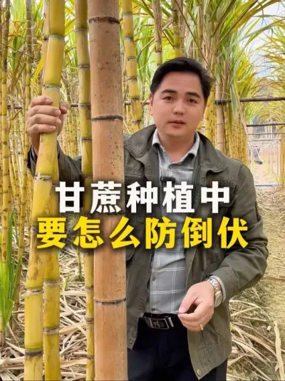 甘蔗种植中
要怎么防倒伏#甘蔗#甘蔗种植#农业种植#种植小技巧 #三农