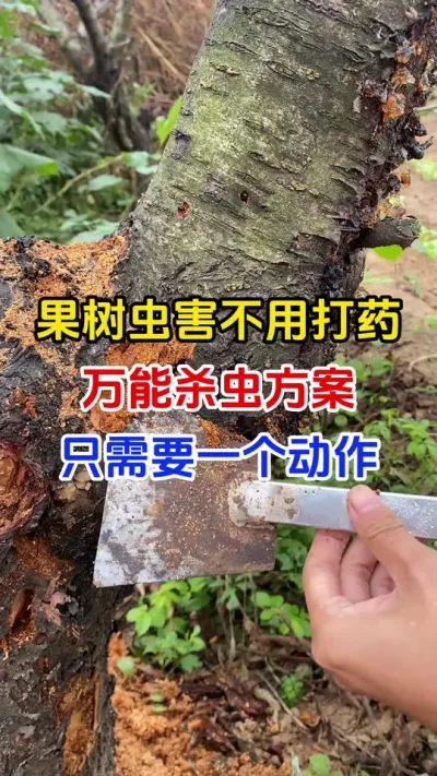 果树虫害不用打药。一撒全搞定#果树种植#防虫颗粒#联苯噻虫胺#果树管理 #分享农业知识帮农民增产增收