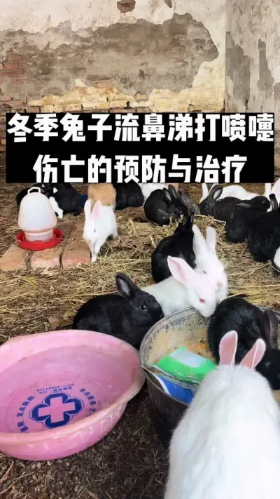 兔子流鼻涕，打喷嚏的预防与治疗 #养兔子注意事项 #养兔三分靠管理七分靠技术 #养殖技术 #科学养兔 #兔子呼吸道病