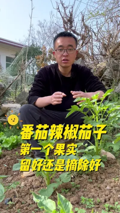 番茄辣椒茄子第一个果实，保留好还是摘掉好？#种植小技巧 #阳台种植 #我的小菜园 #关注我一起学种菜 #在家种菜