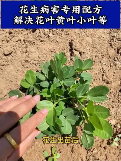 #花生种植 #花生高产 #花生种植管理技术 #花生膨壮粒粒饱 #花生管理