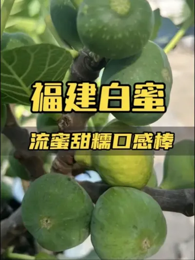 卖家现在我谢谢你全家，当时不提也罢，你让我拥有了一个如此丰产又蜜甜的小众品种！当时我搜遍全网&hellip;&hellip;#无花果 #盆栽无花果#记录种植生活 #白蜜无花果