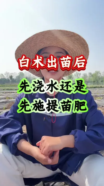 白术种植 白术出苗后先浇水还是施提苗肥 #白术种植 #白术管理 #白术高产