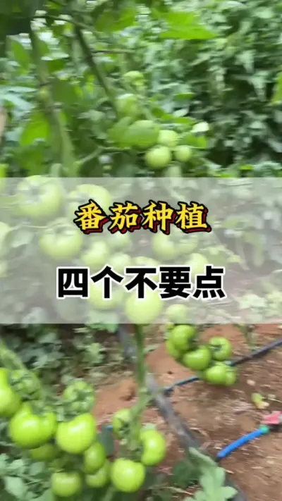 番茄种植，四个不要点#番茄种植方法及管理技术 #分享农业知识帮农民增产增收 #番茄高产种植方法 #西红柿的种植技术 #服务三农支持三农