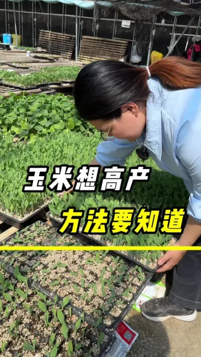 玉米想高产，方法要知道#玉米#玉米高产#玉米金大棒#叶面肥#农业种植