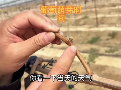 为什么有些地方的葡萄还没有开始萌芽？#种植 #三农 #果园管理 #阳光玫瑰葡萄 #葡萄种植