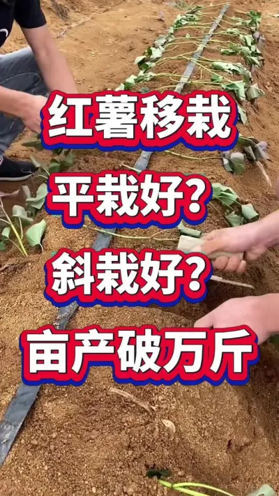 红薯种植方式#红薯种植技术 #红薯种植#红薯管理 #红薯高产 #红薯高产技术