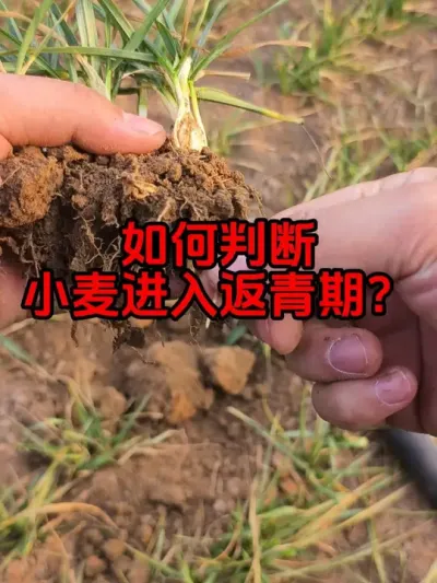 如何判断小麦是否进入返青期？ 判断小麦进入返青期是春季管理的第一步。#小麦返青期 #小麦知识 #小麦