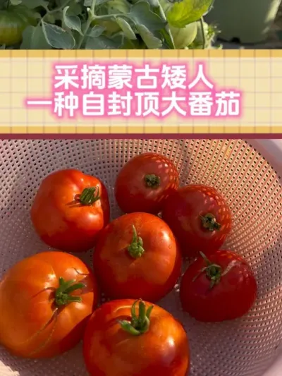 高产的大红果番茄，蒙古矮人再一次采摘，丰收的喜悦！#记录我的种植生活 #新鲜采摘 #番茄🍅 #我的小菜园 #蒙古矮人番茄