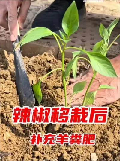 #羊粪有机肥 营养非常丰富，养花种菜都能用#发酵纯羊粪 #种菜 #蔬菜种植 #养花小知识