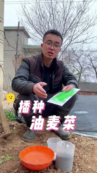 春季油麦菜怎么种？播种油麦菜#种植小技巧 #在家种菜 #蔬菜种子 #一份耕耘一份收获 #楼顶种菜