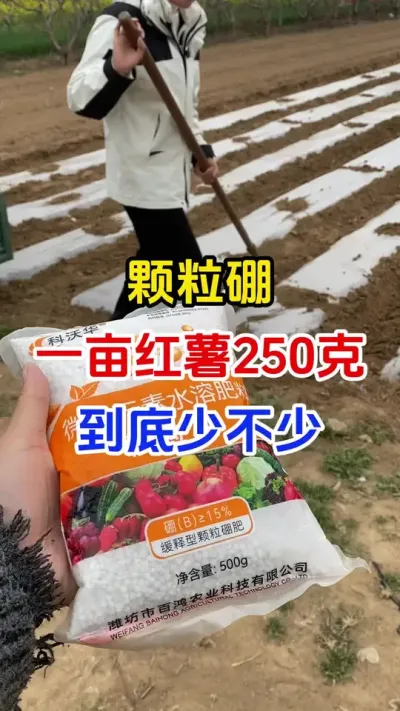 颗粒硼一亩红薯用250克少不少#红薯#红薯底肥#红薯管理#红薯高产#红薯大丰收