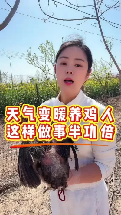 天气变暖养鸡人这样做事半功倍#养鸡#科学养鸡#鸡驱虫#散养土鸡#养鸡妙招